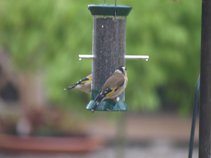 goldfinches
